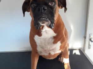 Foto de Clini & Cia Cão em Cerquilho, SP por Solutudo
