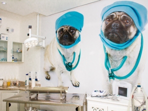 Foto de Instituto Saúde Animal em Bauru, SP por Solutudo