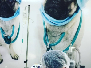 Foto de Instituto Saúde Animal em Bauru, SP por Solutudo