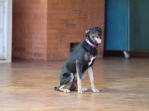 Foto de Home Pet Care Ourinhos em Ourinhos, SP por Solutudo