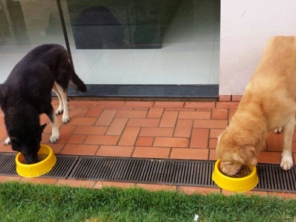 Foto de Home Pet Care Ourinhos em Ourinhos, SP por Solutudo