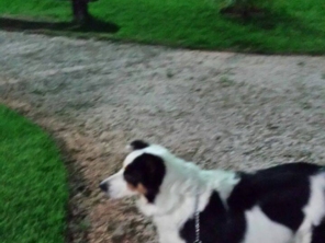 Foto de Home Pet Care Ourinhos em Ourinhos, SP por Solutudo