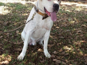 Foto de Home Pet Care Ourinhos em Ourinhos, SP por Solutudo