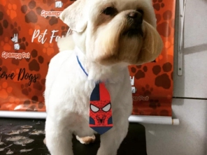 Foto de Spampy Pet em Assis, SP por Solutudo