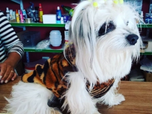 Foto de Spampy Pet em Assis, SP por Solutudo