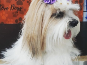 Foto de Spampy Pet em Assis, SP por Solutudo