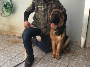 Foto de Adestrador Marcondes em Assis, SP por Solutudo