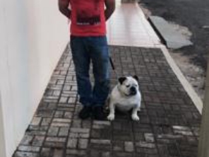 Foto de Adestrador Marcondes em Assis, SP por Solutudo