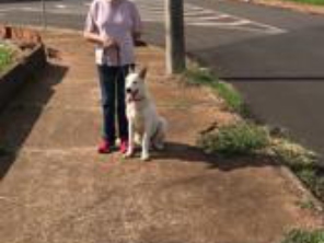 Foto de Adestrador Marcondes em Assis, SP por Solutudo