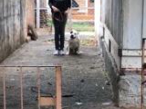 Foto de Adestrador Marcondes em Assis, SP por Solutudo
