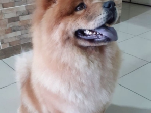 Foto de 100% Patas em Jundiaí, SP por Solutudo