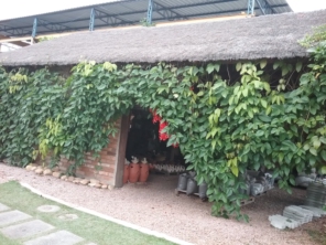 Foto de Folhas Verdes em Jundiaí, SP por Solutudo