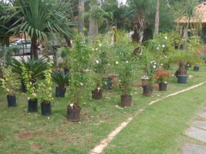 Foto de Folhas Verdes em Jundiaí, SP por Solutudo