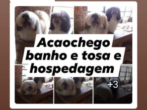 Foto de Acãochego Banho e Tosa em Barra Bonita, SP por Solutudo