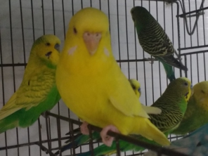 Foto de Casa das Gaiolas Dois Bicudos em Assis, SP por Solutudo
