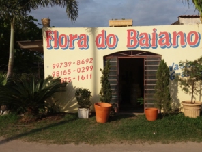 Foto de Flora do Baiano em Caraguatatuba, SP por Solutudo