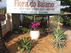 Foto de Flora do Baiano em Caraguatatuba, SP por Solutudo