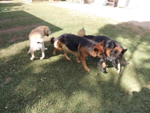 Foto de Hundeparadies - Daycare para Cães em Jundiaí, SP por Solutudo
