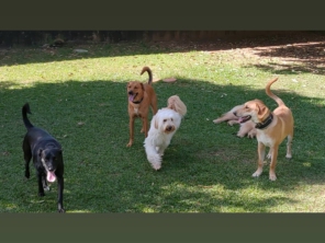 Socialização