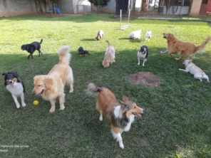 Foto de Hundeparadies - Daycare para Cães em Jundiaí, SP por Solutudo