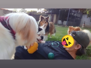 Vantagens que um recreador de cães tem