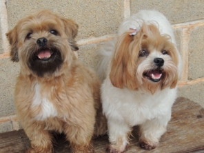 Foto de Hundeparadies - Daycare para Cães em Jundiaí, SP por Solutudo