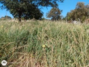 Foto de M.M Jardinagem e Reparos em Botucatu, SP por Solutudo
