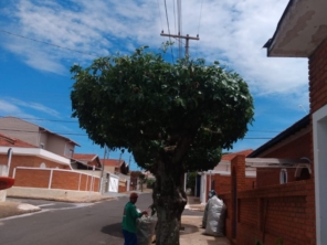 Foto de M.M Jardinagem e Reparos em Botucatu, SP por Solutudo