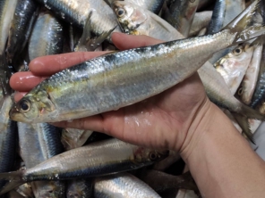 Foto de Higo Peixaria em Botucatu, SP por Solutudo