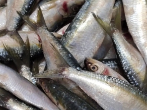 Foto de Higo Peixaria em Botucatu, SP por Solutudo