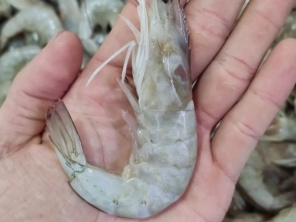 Foto de Higo Peixaria em Botucatu, SP por Solutudo