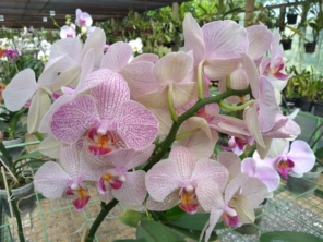 Foto de Orquidário Bambu's em São Manuel, SP por Solutudo