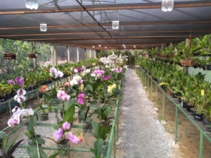 Foto de Orquidário Bambu's em São Manuel, SP por Solutudo