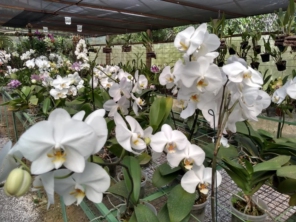 Foto de Orquidário Bambu's em São Manuel, SP por Solutudo