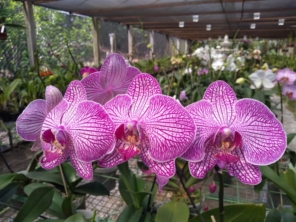 Foto de Orquidário Bambu's em São Manuel, SP por Solutudo