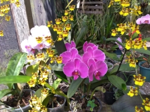 Foto de Orquidário Bambu's em São Manuel, SP por Solutudo