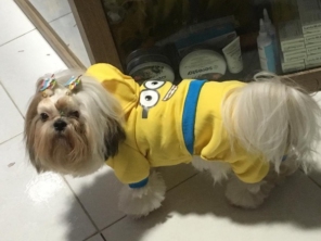 Oh my dog