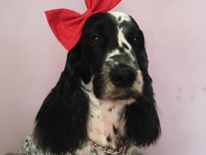 Foto de Oh My Dog! em Aracaju, SE por Solutudo
