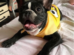 Oh my dog