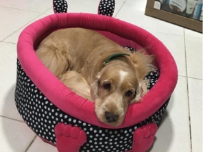 Oh my dog
