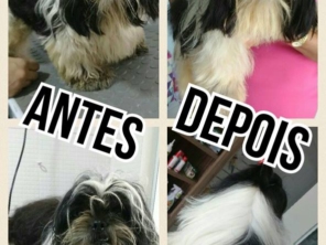 Foto de Oh My Dog! em Aracaju, SE por Solutudo