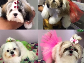 Oh my dog