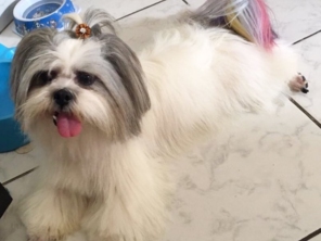 Oh my dog