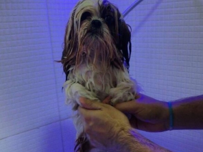 Oh my dog