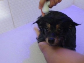 Oh my dog