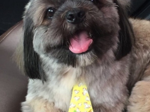 Oh my dog