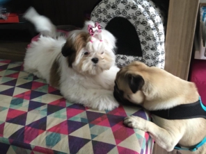 Oh my dog