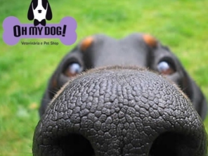 Oh my dog