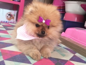 Oh my dog