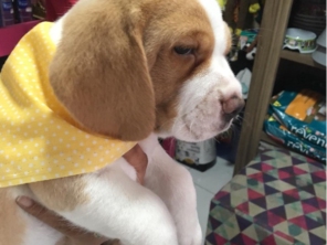 Oh my dog